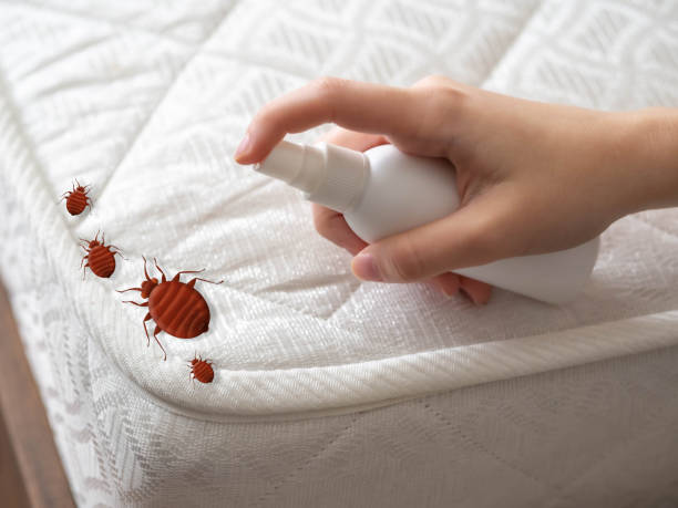 Trusted County Center, VA Pest Control Experts