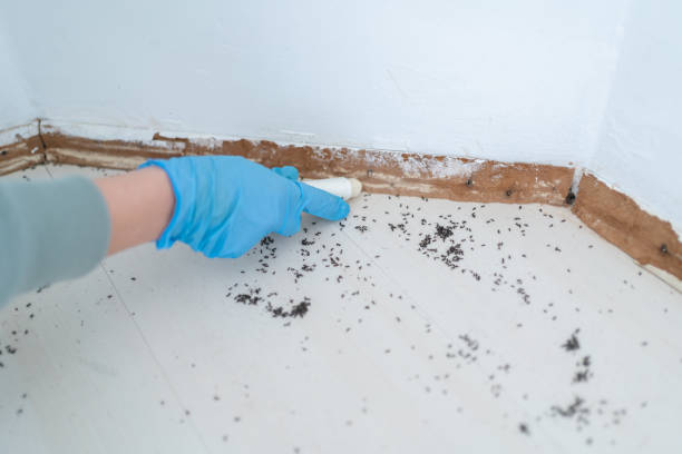 Best Local Pest Control Services  in County Center, VA
